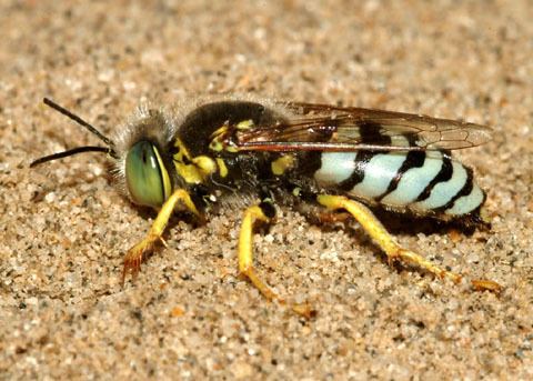 Bembix Western Sand Wasp Bembix americana