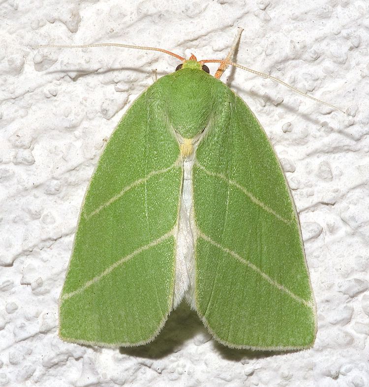 Bena (moth)