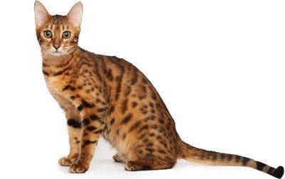Bengal cat Bengal Cat Breed Information Pictures Behavior and Care