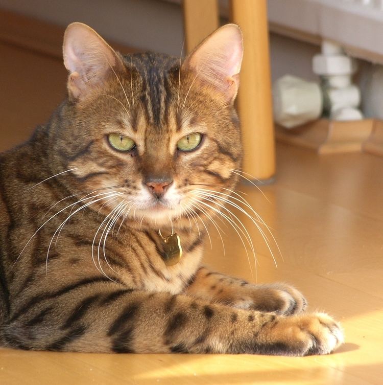 Bengal cat httpsuploadwikimediaorgwikipediaen33aFre