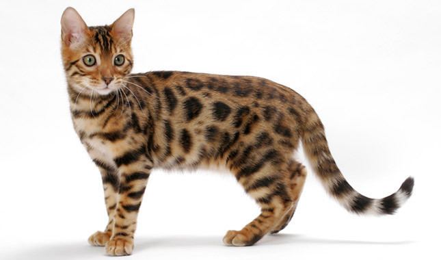 Bengal cat Bengal Cat Breed Information