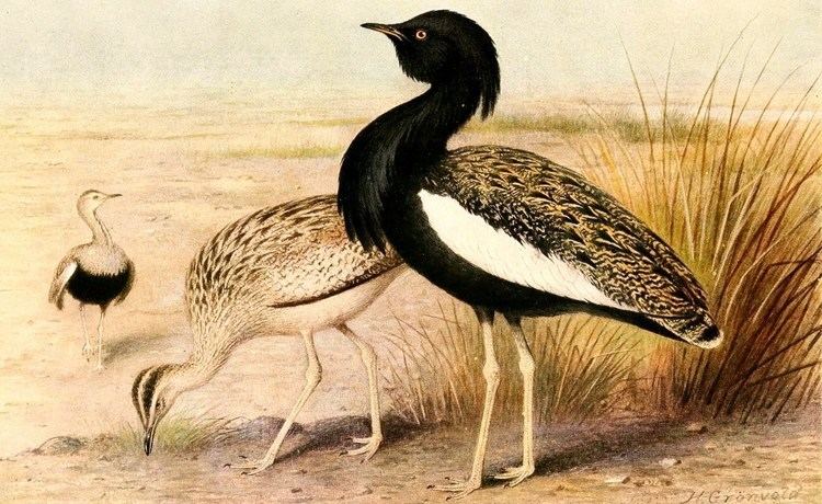Bengal florican Save the Critically Endangered Bengal Florican Science Log