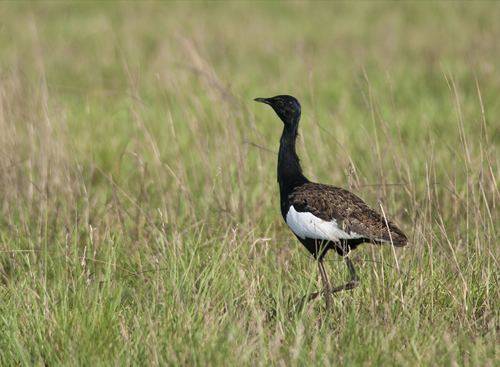 Bengal florican Is there hope for the Bengal florican Fauna amp Flora International
