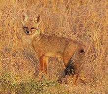 Bengal fox httpsuploadwikimediaorgwikipediacommonsthu