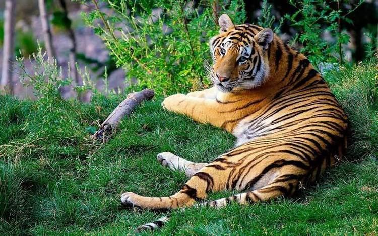 Bengal tiger Bengal Tiger Tiger Facts and Information