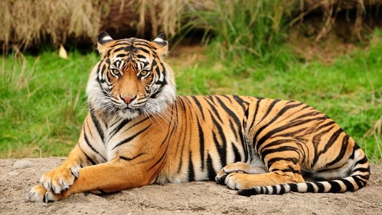 Bengal tiger Bengal Tiger Adaptation Project ThingLink