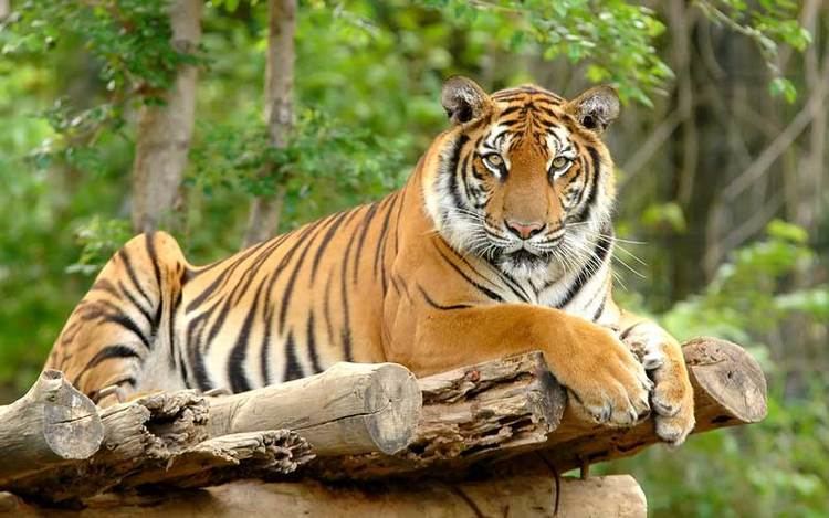 Bengal tiger Bengal Tiger Tiger Facts and Information