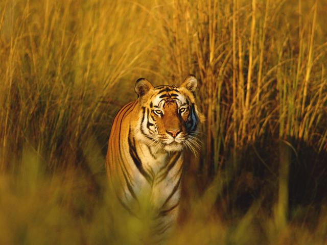 Bengal tiger assetsworldwildlifeorgphotos1601imagesheros
