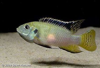 Benitochromis Benitochromis nigrodorsalis Part 1