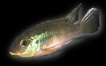 Benitochromis wwwcichlidaecomcontentimagesgeneralogoslogo