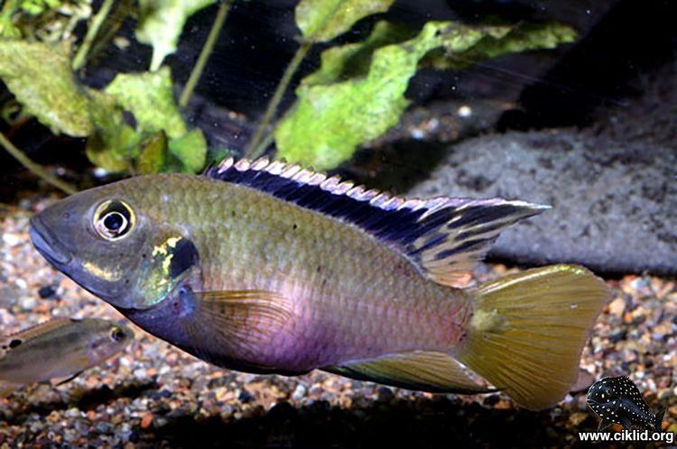 Benitochromis Benitochromis nigrodorsalis African Cichlides not the great lakes