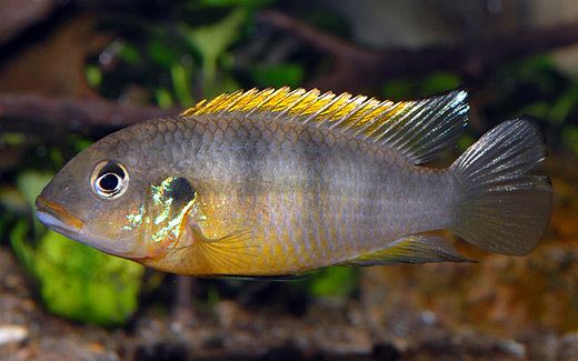 Benitochromis Benitochromis ufermanni Cikliderse
