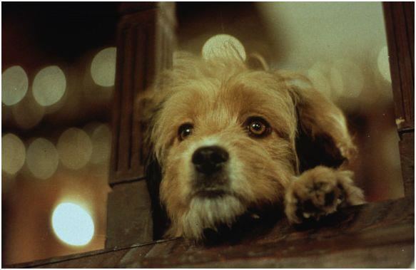Benji New Benji Movie Casting Call Could your dog be the next Benji