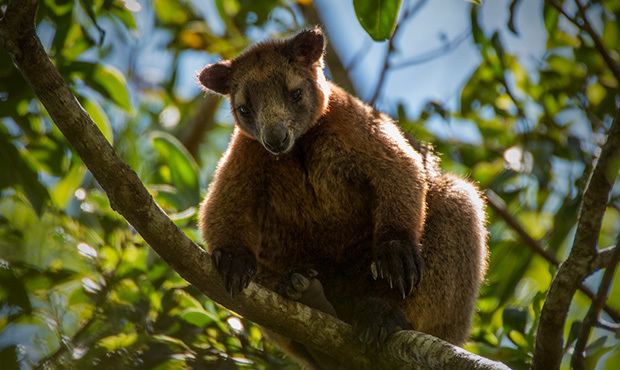 Bennett's tree-kangaroo Tree kangaroos best photos ever taken Australian Geographic