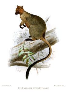 Bennett's tree-kangaroo httpsuploadwikimediaorgwikipediacommonsthu