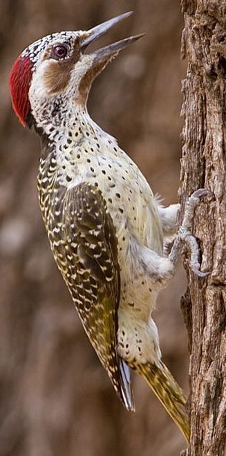 Bennett's woodpecker wwwbiodiversityexplorerorgbirdspicidaeimages