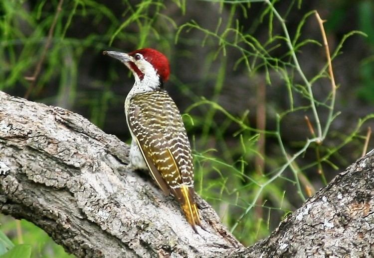 Bennett's woodpecker Bennett39s woodpecker