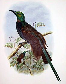 Bensbach's bird of paradise httpsuploadwikimediaorgwikipediacommonsthu