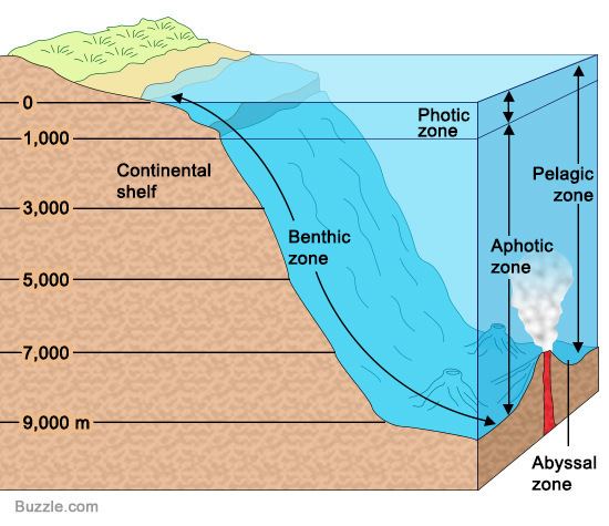Benthic zone Interesting Facts About the Benthic Zone That are Beyond Awesome
