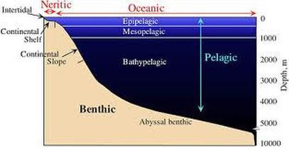 Benthic zone Benthic Zone Home
