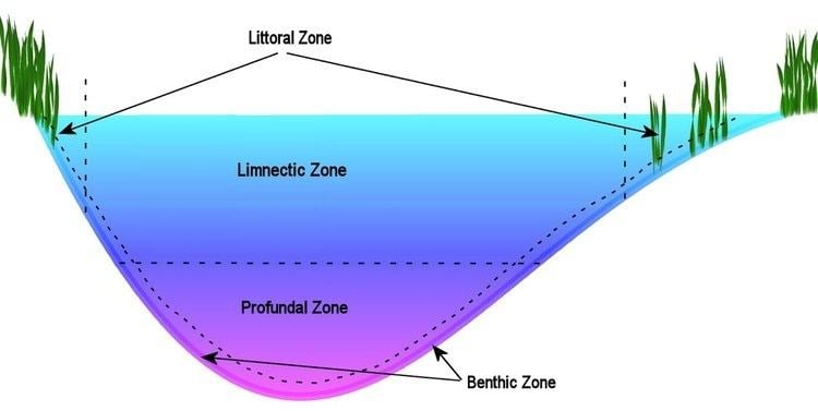 Benthic zone Benthic Zone The Biome Adventures