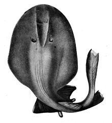 Benthobatis httpsuploadwikimediaorgwikipediacommonsthu