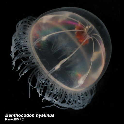Benthocodon Benthocodon hyalinus Arctic Ocean biodiversity