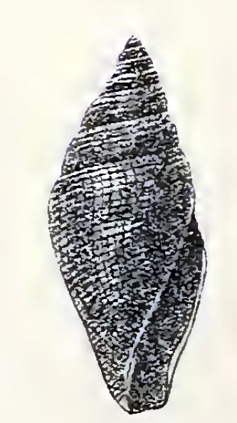 Benthofascis atractoides