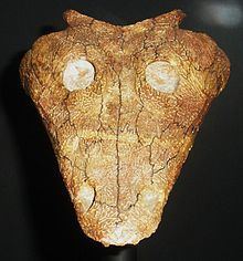 Benthosuchus httpsuploadwikimediaorgwikipediacommonsthu