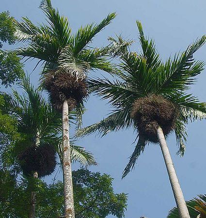 Bentinckia Bentinckia nicobarica Palmpedia Palm Grower39s Guide