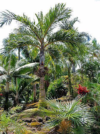 Bentinckia Bentinckia condapanna Palmpedia Palm Grower39s Guide
