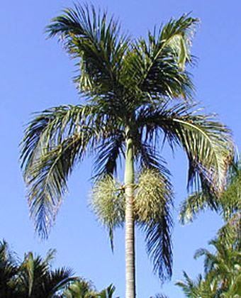 Bentinckia Bentinckia nicobarica Palmpedia Palm Grower39s Guide