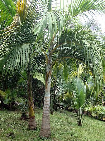 Bentinckia condapanna Bentinckia condapanna Palmpedia Palm Grower39s Guide