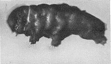 Beorn (tardigrade) httpsuploadwikimediaorgwikipediacommonsthu