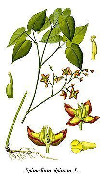 Berberidaceae Berberidaceae Wikipedia la enciclopedia libre