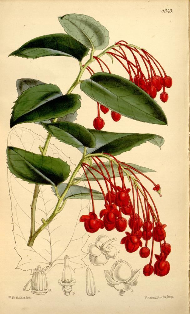 Berberidopsidaceae