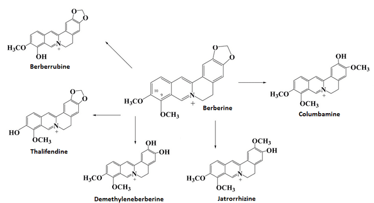 Berberine Berberine Scientific Review on Usage Dosage Side Effects