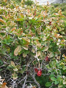 Berberis aetnensis httpsuploadwikimediaorgwikipediacommonsthu