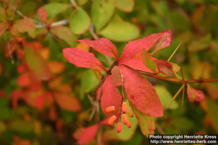 Berberis amurensis Photo Berberis amurensis 2 Henriette39s Herbal Homepage