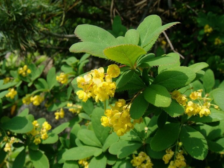 Berberis amurensis treeflowerlacoocanjpBerberidaceaeBerberis20a