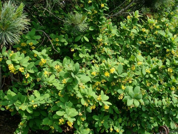 Berberis amurensis Berberis amurensis Ruprecht