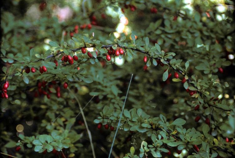 Berberis canadensis Berberis canadensis Berberidaceae image 2082 at PhytoImagessiuedu