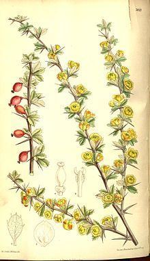 Berberis dictyophylla httpsuploadwikimediaorgwikipediacommonsthu