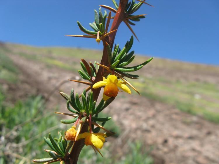 Berberis empetrifolia Berberis empetrifolia Lam