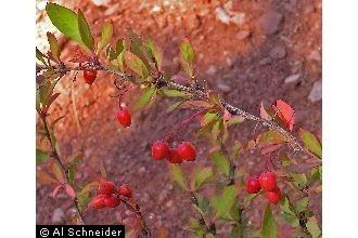 Berberis fendleri Plants Profile for Berberis fendleri Colorado barberry