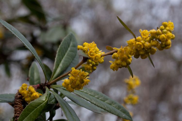 Berberis gagnepainii FileBerberis gagnepainii Fleursjpg Wikimedia Commons