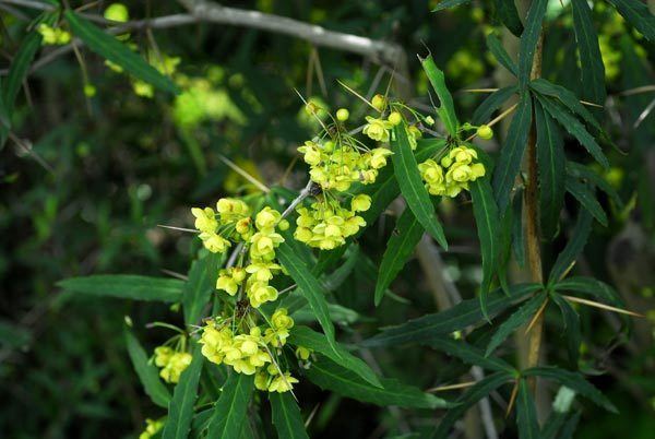 Berberis gagnepainii Berberidaceae