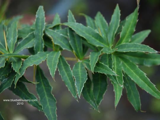 Berberis gagnepainii BlueBell Nursery BlueBell Nursery Trees amp Shrubs Berberis