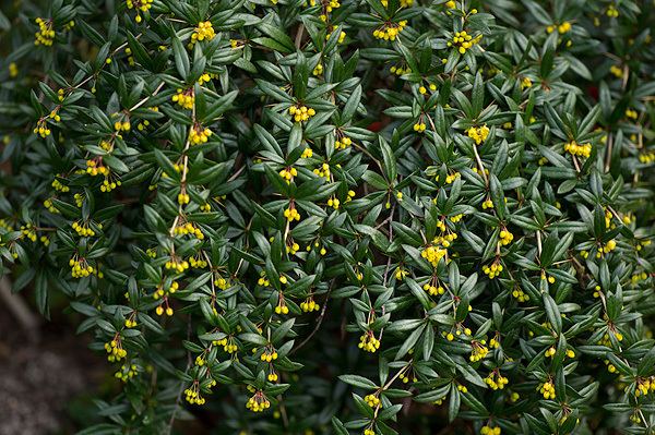 Berberis gagnepainii Berberis gagnepainii Floral and botanical image library