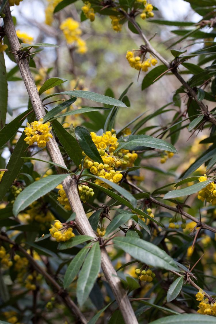 Berberis gagnepainii httpsuploadwikimediaorgwikipediacommonsff